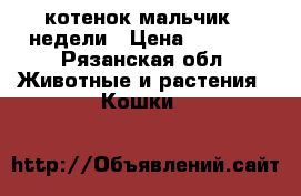 котенок мальчик 3 недели › Цена ­ 3 500 - Рязанская обл. Животные и растения » Кошки   